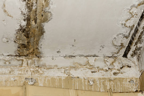 Best Environmental Consulting for Mold Prevention  in Bethlehem, PA