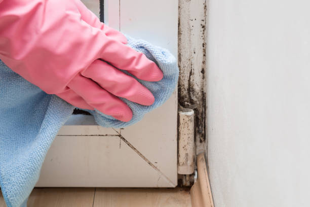 Best Attic Mold Removal  in Bethlehem, PA